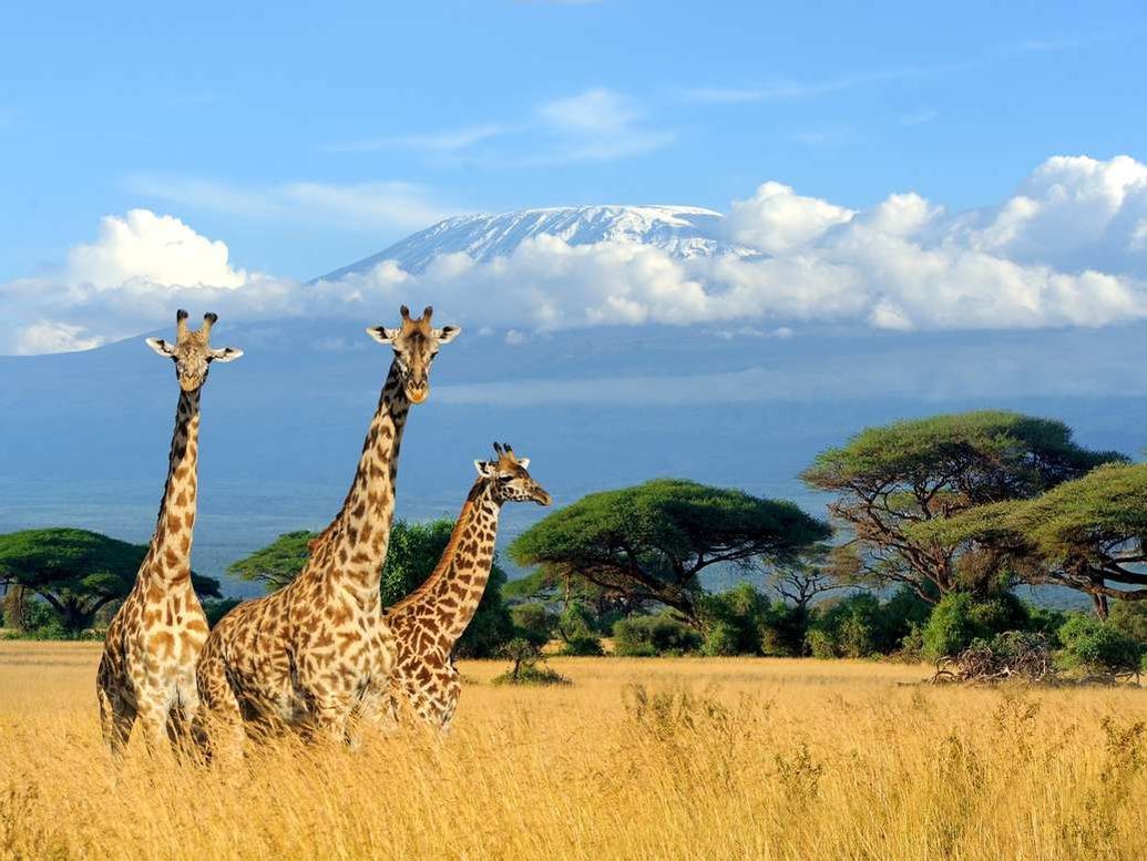 3 giraffes on safari